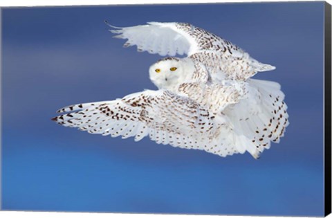 Framed Flight of the Snowy Owl Print