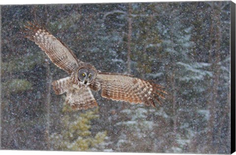 Framed Great Grey Owl in Snowfall Print