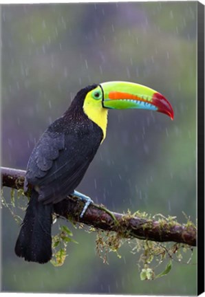 Framed Keel-billed Toucan - Costa Rica Print