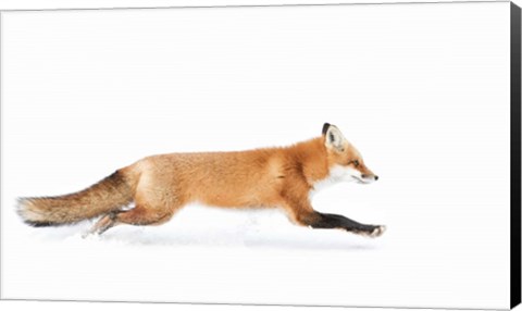 Framed Red Fox on the Run - Algonquin Park Print