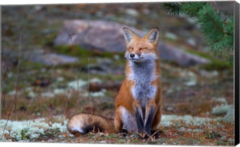 Framed Fox Zen - Algonquin Park Print