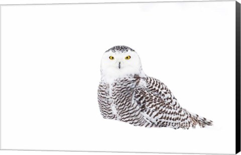 Framed Snowy Owl in Winter Snow Print