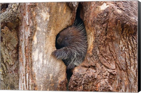 Framed Baby Porcupine in Tree Print