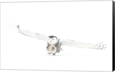 Framed Snowy Owl Coming in for the Kill Print