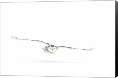 Framed Snowy Owl on the Hunt Print