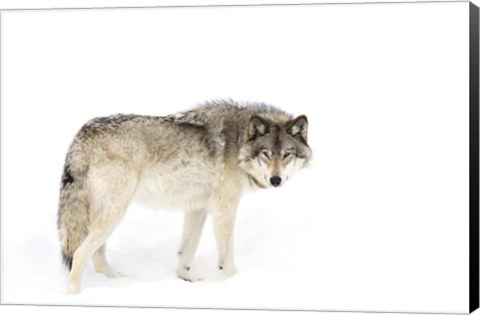 Framed Timber Wolf Walking through the Snow Print