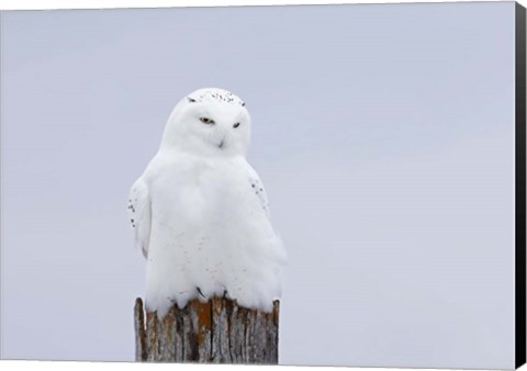 Framed Snowy Owl - The Ghost Print