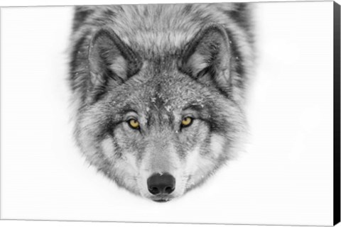 Framed Yellow Eyes - Timber Wolf Print