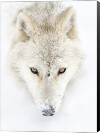 Framed Arctic Wolf Closeup Print