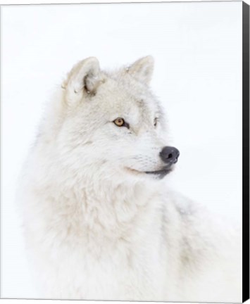 Framed Portrait of an Arctic Wolf Print