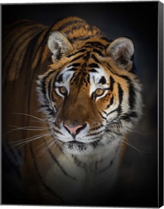 Framed Portrait of a Siberian Tiger Print