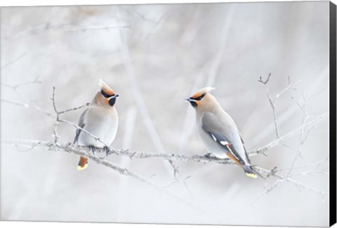 Framed Bohemian Waxwings Print