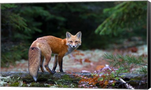 Framed Red Fox in Algonquin Park Print