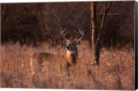 Framed Basking in the Light - White-tailed Buck Print