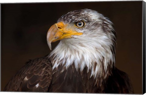 Framed Caged - Bald Eagle Print