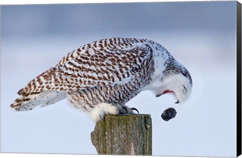 Framed Snowy Owl - Cough it up Buddy Print