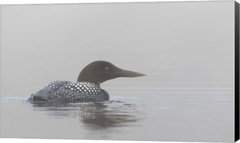 Framed Common Loon in Early Morning Fog Print