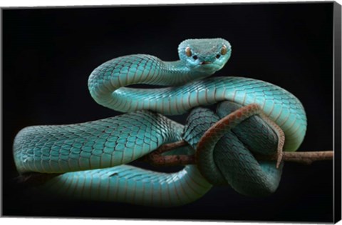 Framed Trimeresurus Insularis (Blue) Print