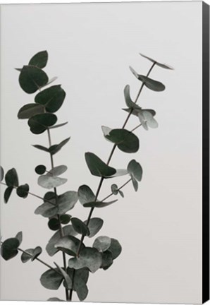 Framed Eucalyptus Natural 4 Print