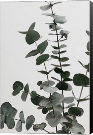 Framed Eucalyptus Natural 7 Print