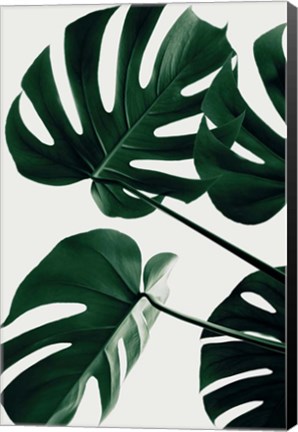 Framed Monstera Natural 43 Print