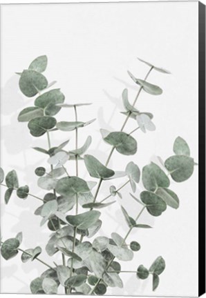 Framed Eucalyptus Creative 16 Print