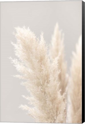 Framed Pampas Grass Grey 3 Print