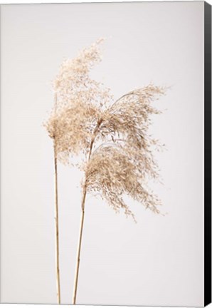 Framed Reed Grass Grey 2 Print