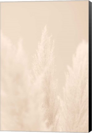 Framed Pampas Grass Beige 4 Print