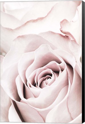 Framed Pink Rose No 5 Print