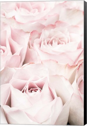 Framed Pink Roses 5 Print