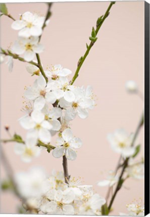 Framed Cherry Tree Flowers Print