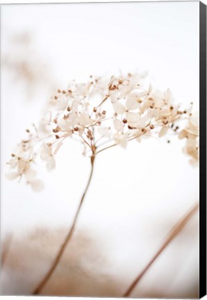 Framed Soft Dried Flower Brown Print