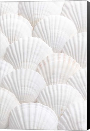 Framed Shells 3 Print