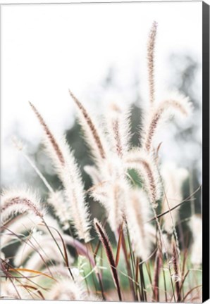Framed Grass Print