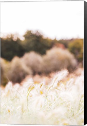 Framed Meadow Print