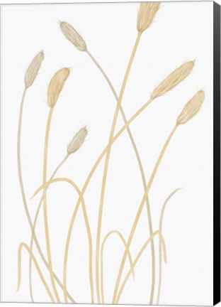 Framed Bunny Grass 1 Print