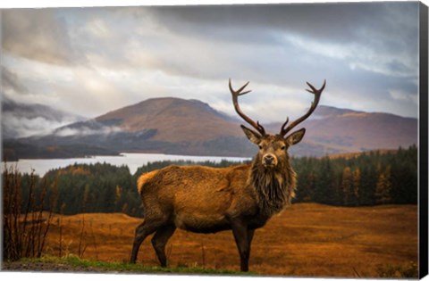 Framed Scottish Stag Print