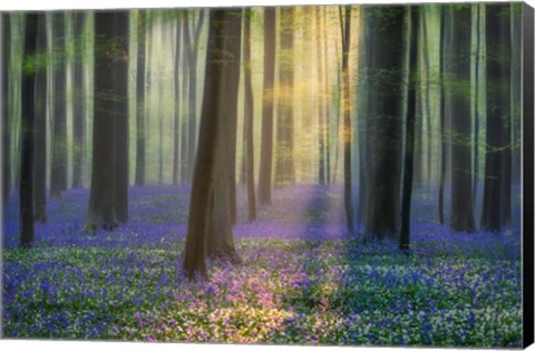 Framed Daydreaming of Bluebells Print