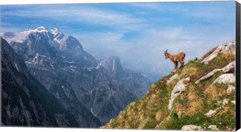 Framed Alpine Ibex in the Mountains Print