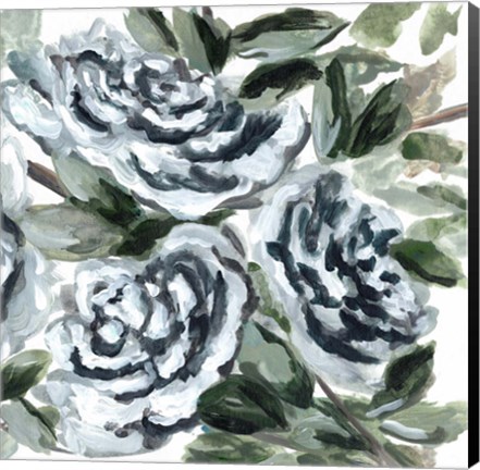 Framed Shadowed Blue Roses II Print