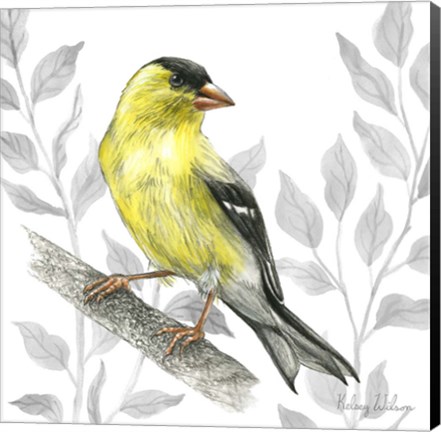 Framed Backyard Birds III-Goldfinch I Print