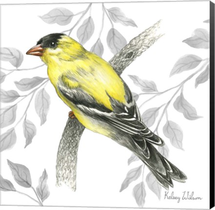 Framed Backyard Birds IV-Goldfinch II Print