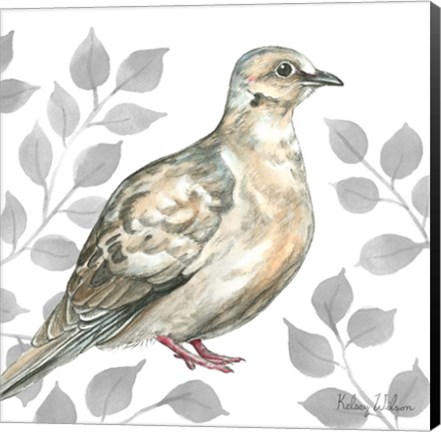 Framed Backyard Birds V-Mourning Dove Print