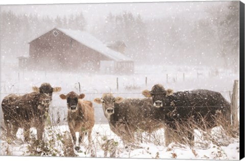 Framed Cold Cows on the Farm Print