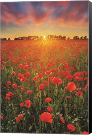 Framed Poppies at Sunset Print