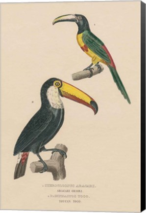 Framed Toucan Study Print