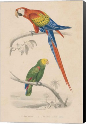 Framed Parrot Study Print