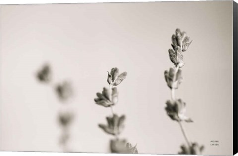 Framed Lavender Study Print