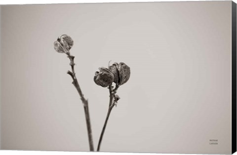 Framed Daylily Pod Study Print